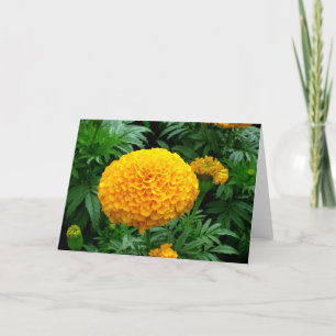 Tarjeta Naranja Chrysanthemum