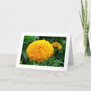 Tarjeta Naranja Chrysanthemum
