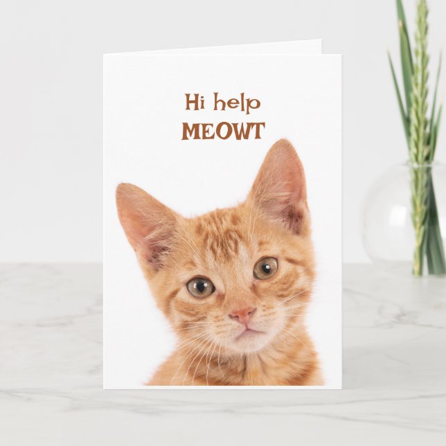 Tarjeta Naranja Cute Kitten Hola ¿Qué tan gracioso es un a (Anverso)