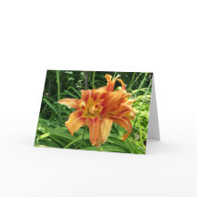 Naranja Daylily Flores horizontales