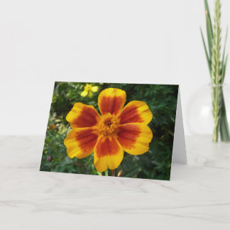 Tarjeta Naranja Disco Marigold y Flor Roja de Verano
