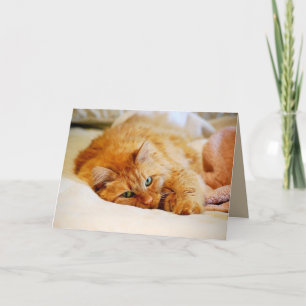 Tarjeta Naranja dulce Maine Coon Cat