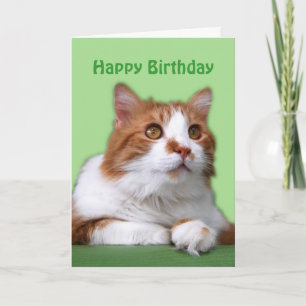Tarjeta Naranja feliz de cumpleaños y gato blanco reflexiv
