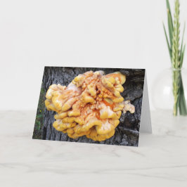 Tarjeta Naranja Fungus