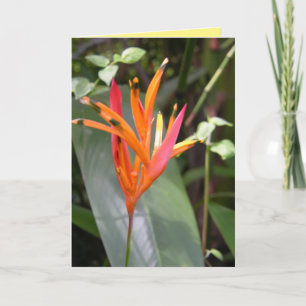 Tarjeta Naranja hawaiano Ave del paraíso Flower Square Wal