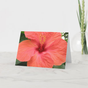 Tarjeta Naranja Hibiscus Flower Mscro Personalizado Tarjet