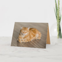 Naranja Kitty Cat Cute Personalizable Card