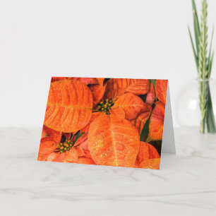 Tarjeta Naranja poinsettia
