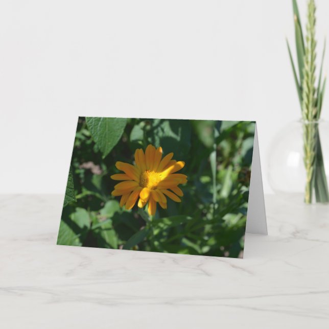 Tarjeta Naranja Pot Marigold Flor (Calendula officinalis) (Anverso)