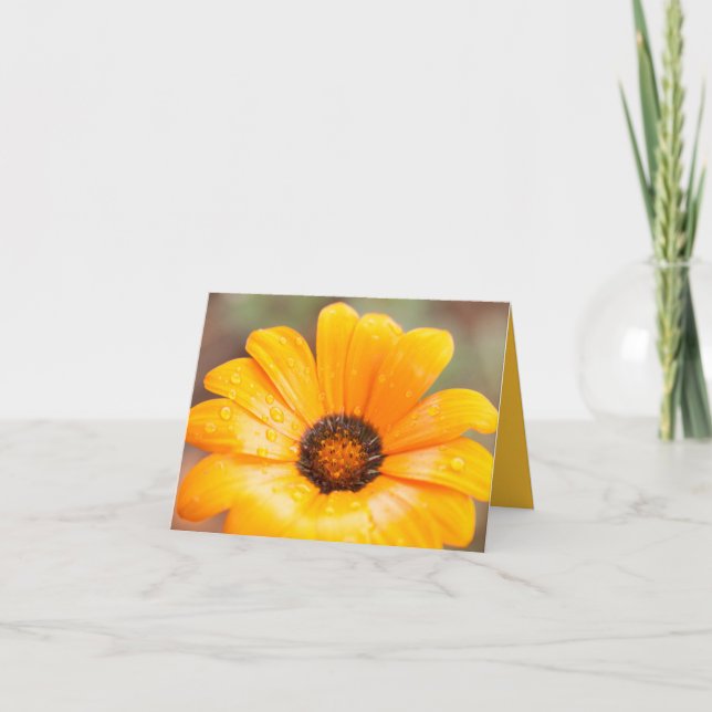 Tarjeta Naranja Primavera Flash Daisy Close Photo (Anverso)