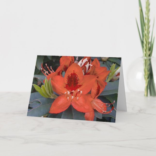 Tarjeta naranja Rhododendron (Anverso)