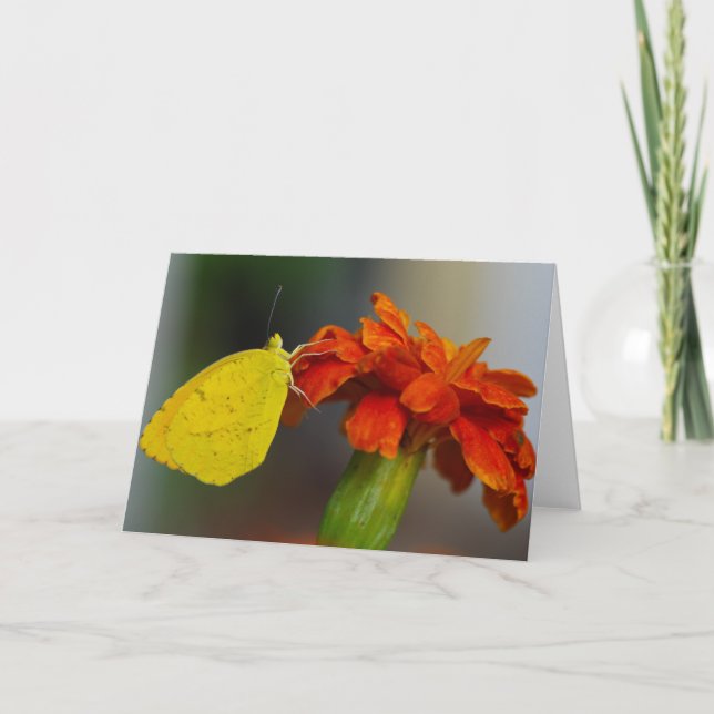 Tarjeta Naranja somnoliento (Anverso)