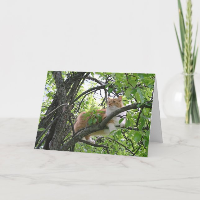 Tarjeta Naranja Tabby Cat en el árbol (Anverso)