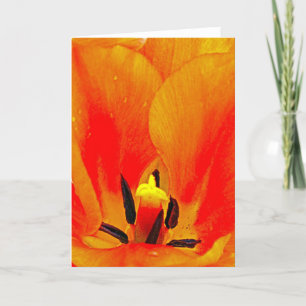 Tarjeta Naranja Tulip