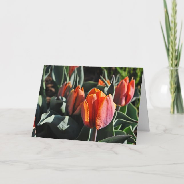 Tarjeta Naranja Tulips 1 (Anverso)