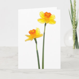 Tarjeta Naranja y amarillo Jonquil Daffodils