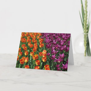 Tarjeta Naranja y belleza de tulipanes púrpura