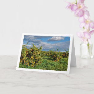 Tarjeta Naranjal, Valencia, España