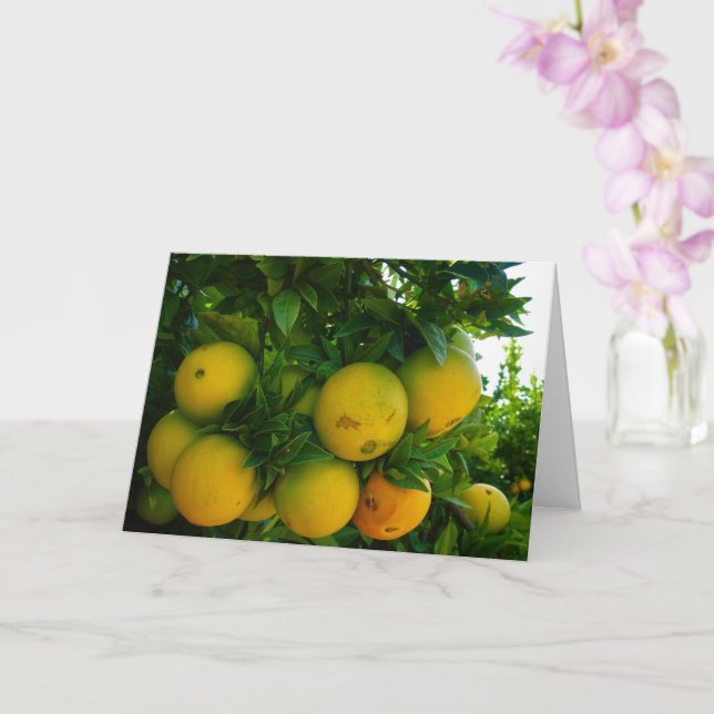 Tarjeta Naranjas de Valencia en Naranja Grove (Orquídea)