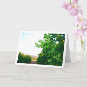 Tarjeta Naranjas verdes en el árbol