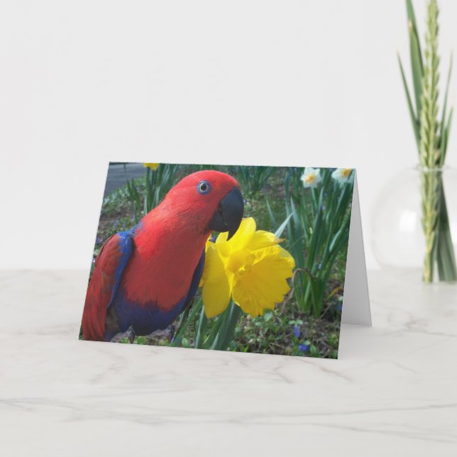 Tarjeta Narciso de Eclectus -- Grande (Anverso)