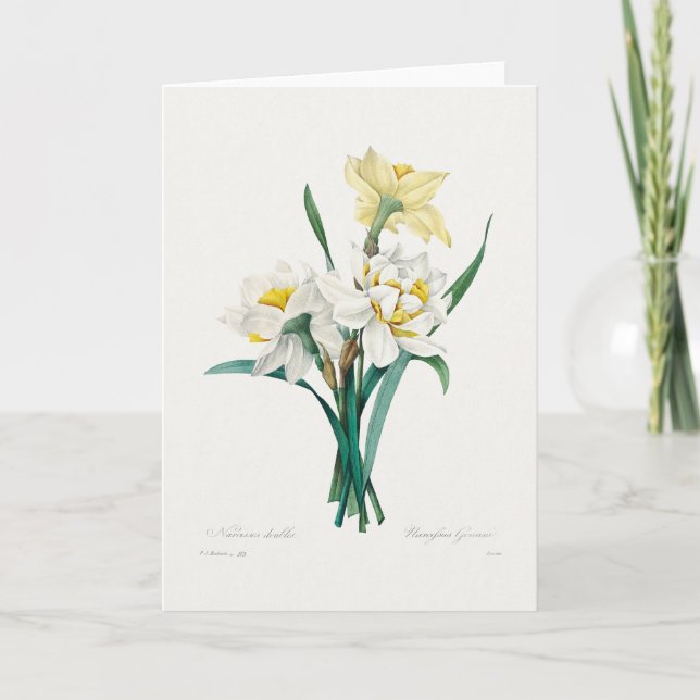 Tarjeta Narciso doble, Pierre-Joseph Redouté, 1827 (Anverso)