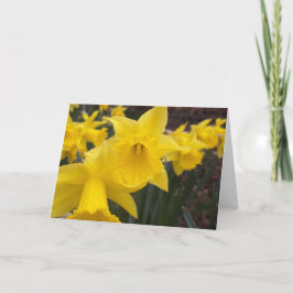 Tarjeta Narcisos de la primavera