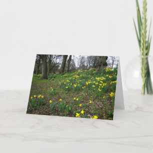 Tarjeta Narcisos. Jardines de Sophia, Cardiff, País de