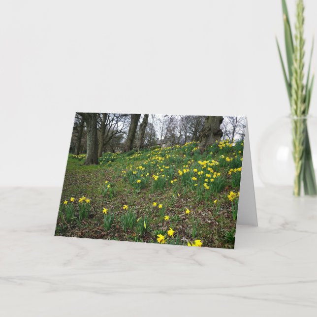 Tarjeta Narcisos. Jardines de Sophia, Cardiff, País de (Anverso)