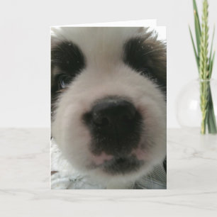 Tarjeta Nariz de Cachorro Divertida