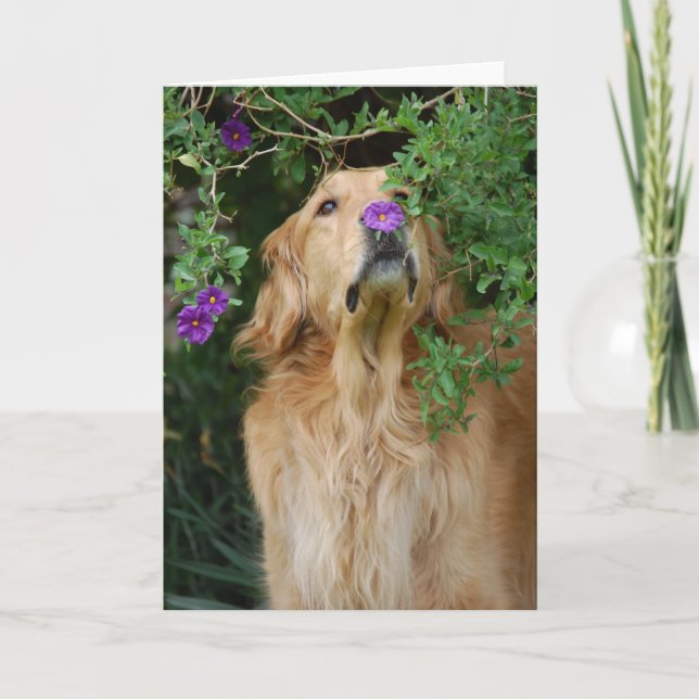 Tarjeta Nariz púrpura (Anverso)