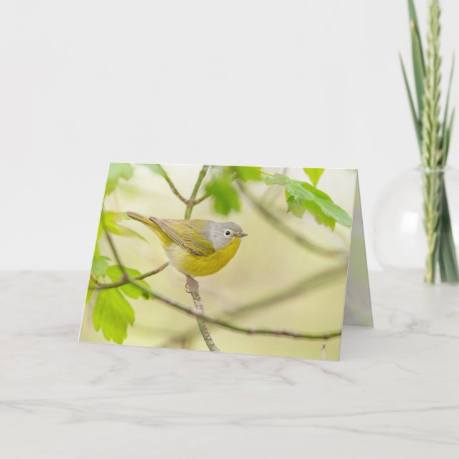 Tarjeta Nashville Warbler (Anverso)