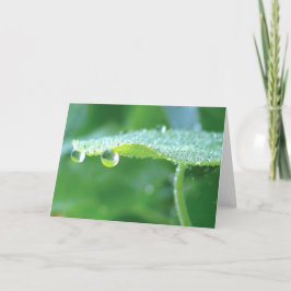 Tarjeta Nasturcio verde con dew, poesía de la naturaleza