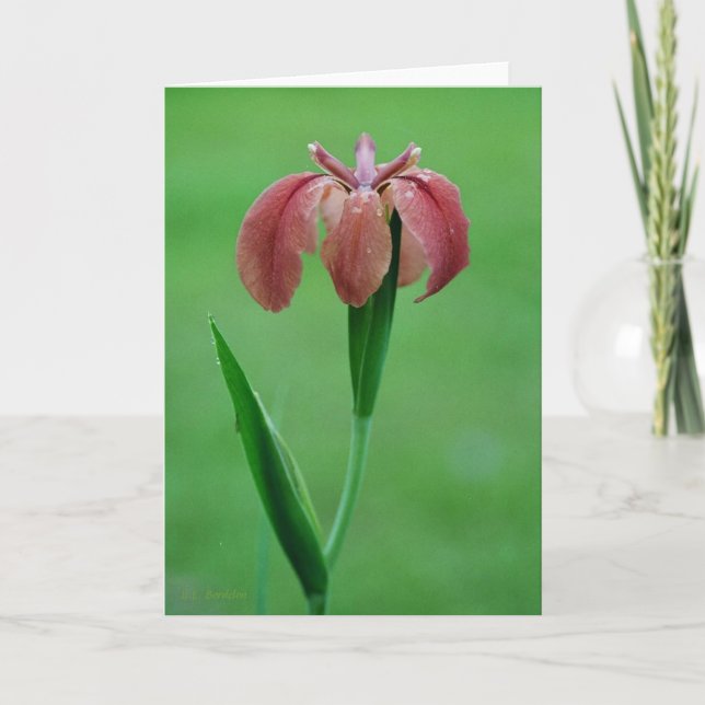 Tarjeta nativa roja Louisiana Iris (Anverso)