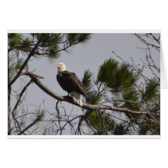 Tarjeta Naturaleza americana de Eagle calvo del pájaro