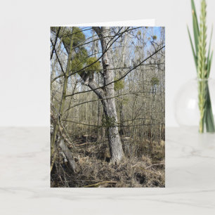 Tarjeta Naturaleza de los fondos marinos