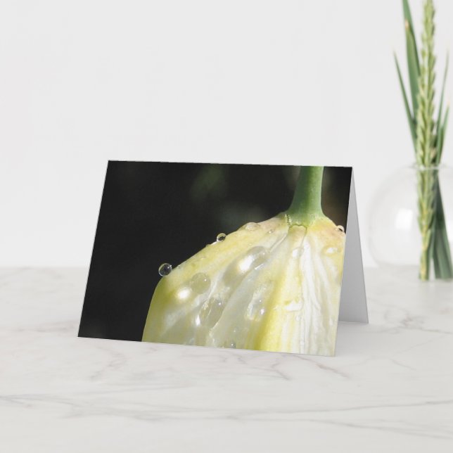 Tarjeta Naturaleza elegante del Tulipán marfil iluminado p (Anverso)