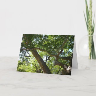 Tarjeta Naturaleza verde del árbol de Sycamore