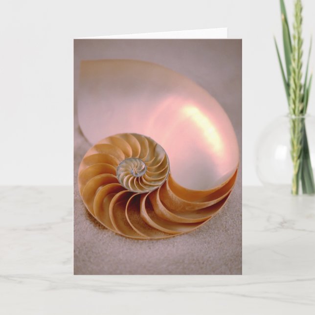 Tarjeta Nautilus compartimentado (Anverso)
