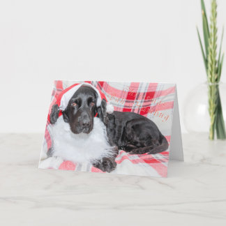 Tarjeta Navidad Bah Humbug