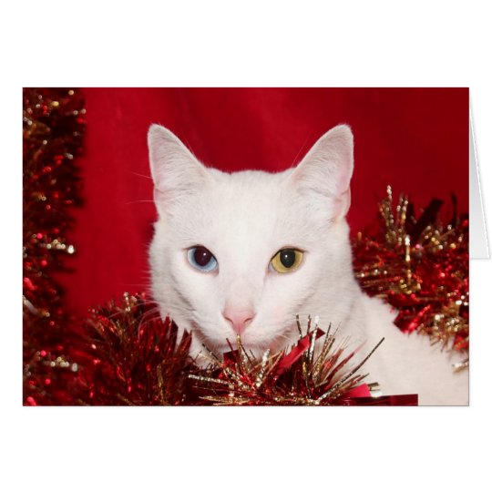 Tarjeta Navidad blanco del gato