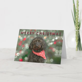 Tarjeta navidades de labradoodle de perro negro