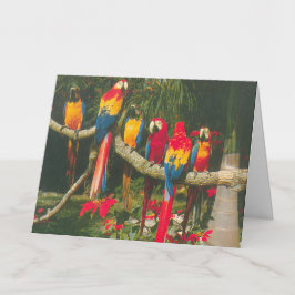 Tarjeta Navidades de loros y Poinsettias