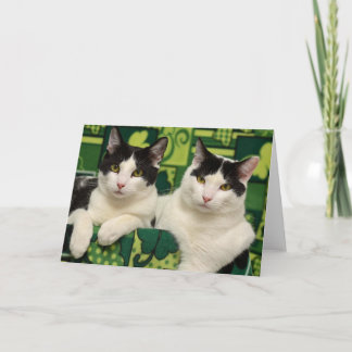 Tarjeta negra y blanca del rescate del gato de
