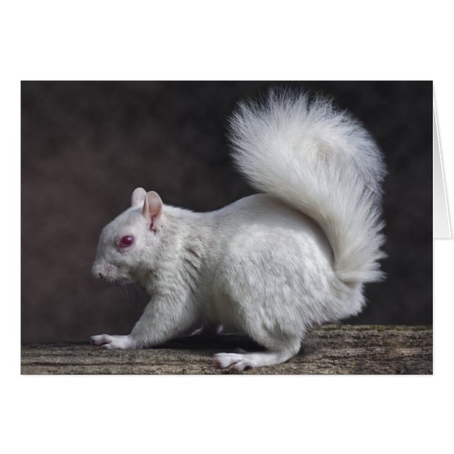 Tarjeta Nevado (Anverso (Horizontal))