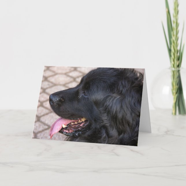 Tarjeta Newfoundland dog birthday (Anverso)