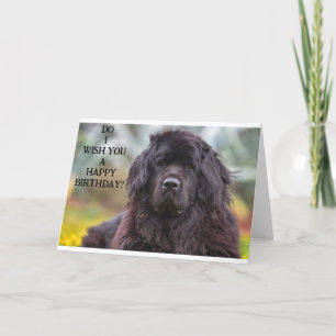 Tarjeta Newfoundland es un poco un bromista en el cumpleañ