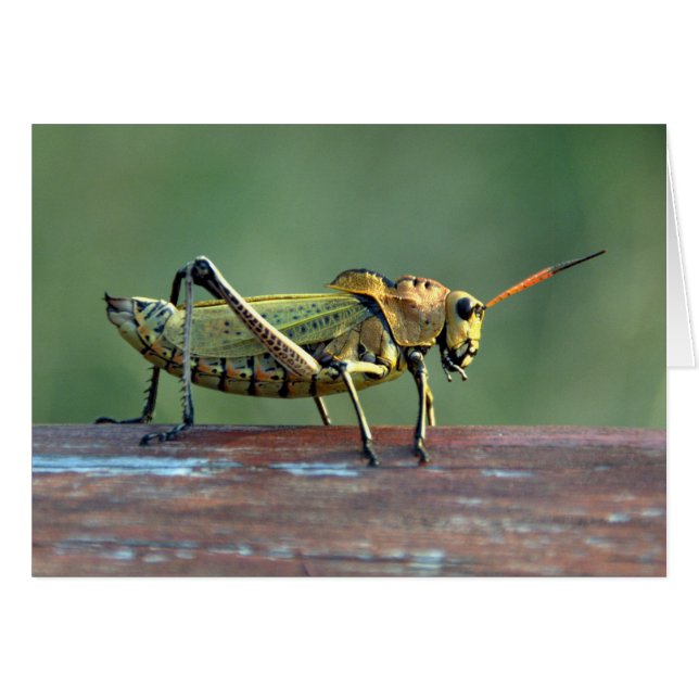 Tarjeta nicaragüense del saltamontes (Anverso (Horizontal))