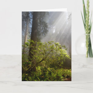 Tarjeta Niebla matutina en Rhododendron