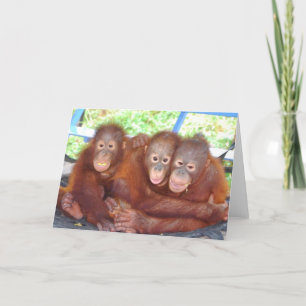 Tarjeta No es una multitud - Bebés de Orangutan